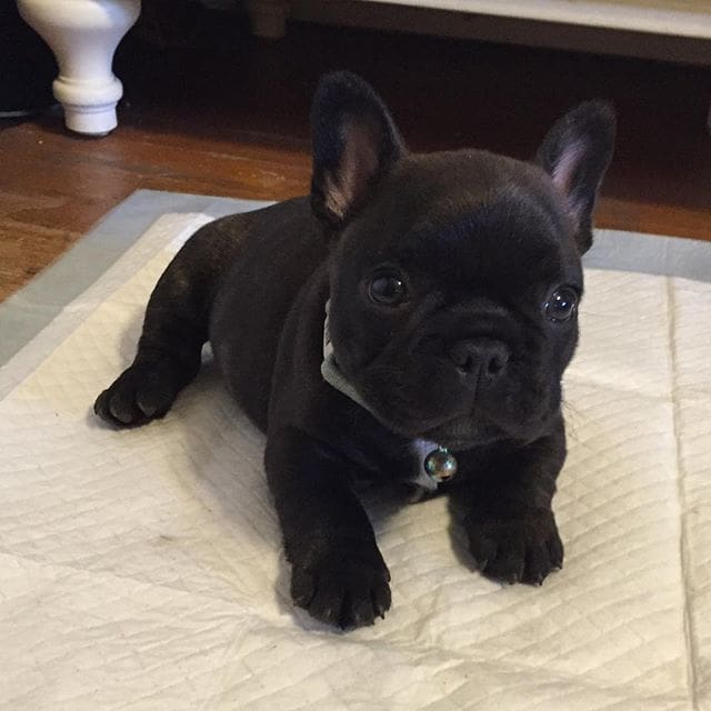 Black French Bulldog puppies for sale | Black Frenchie puppy price