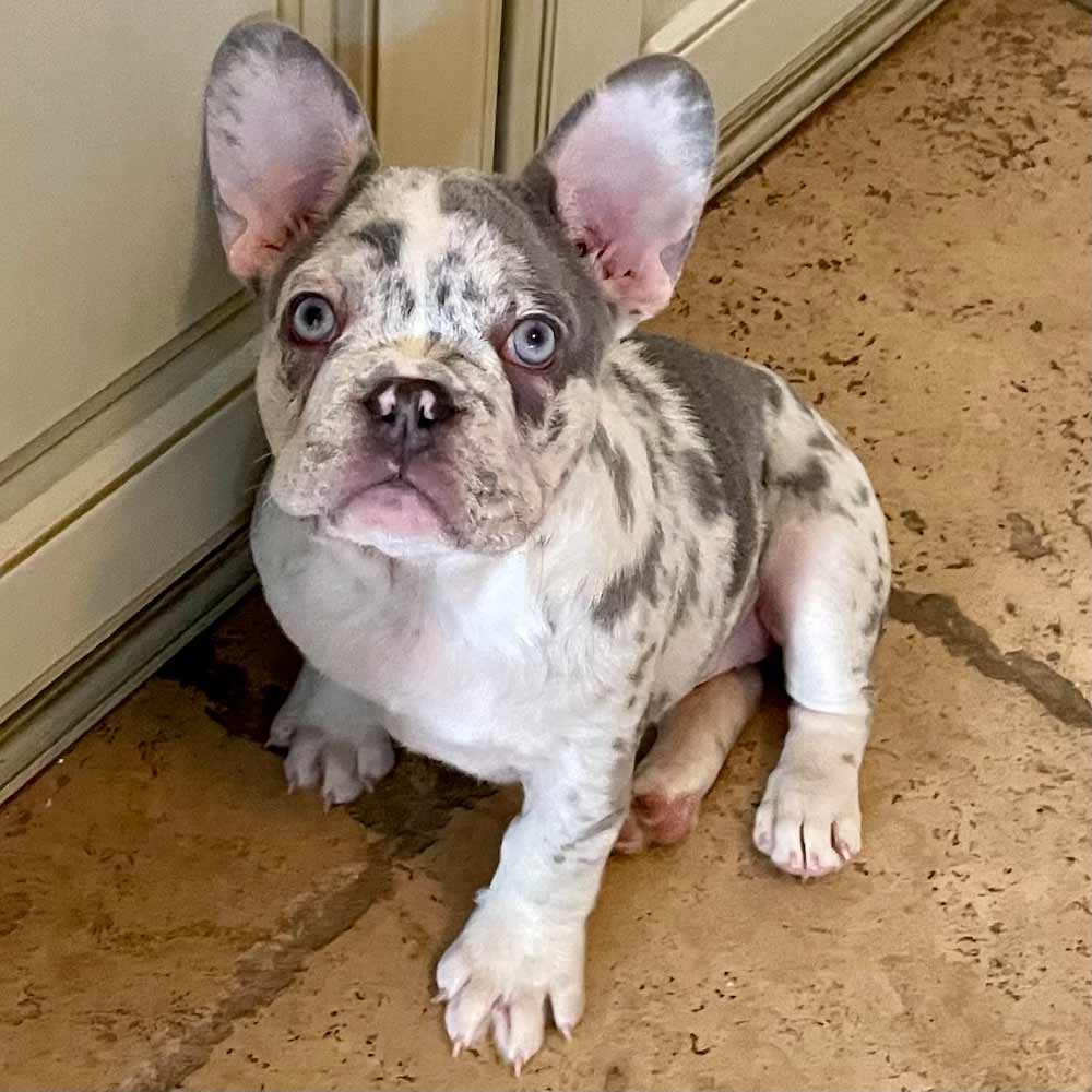 Lilac Merle Frenchie for sale | Lilac Merle French Bulldog puppies for sale