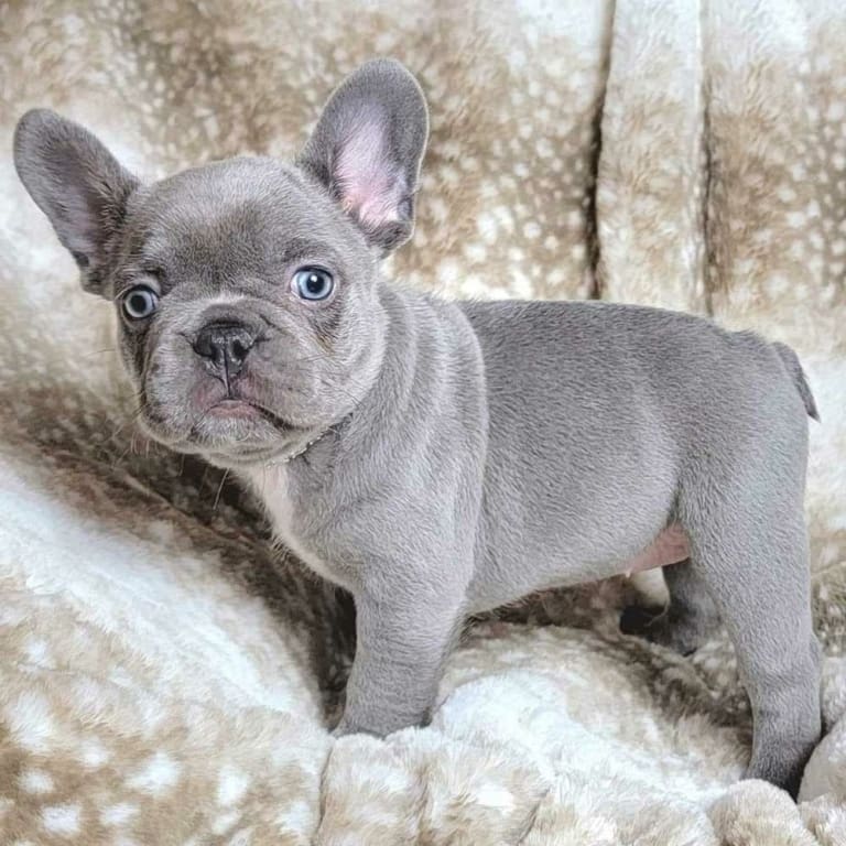 Lilac French Bulldog Puppies for sale | Lilac Frenchies for sale