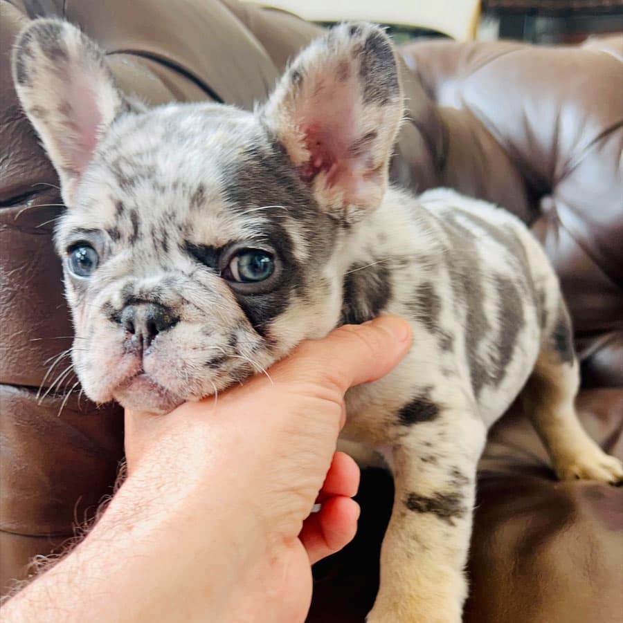 Blue Merle French bulldogs for sale near me | merle frenchie sale