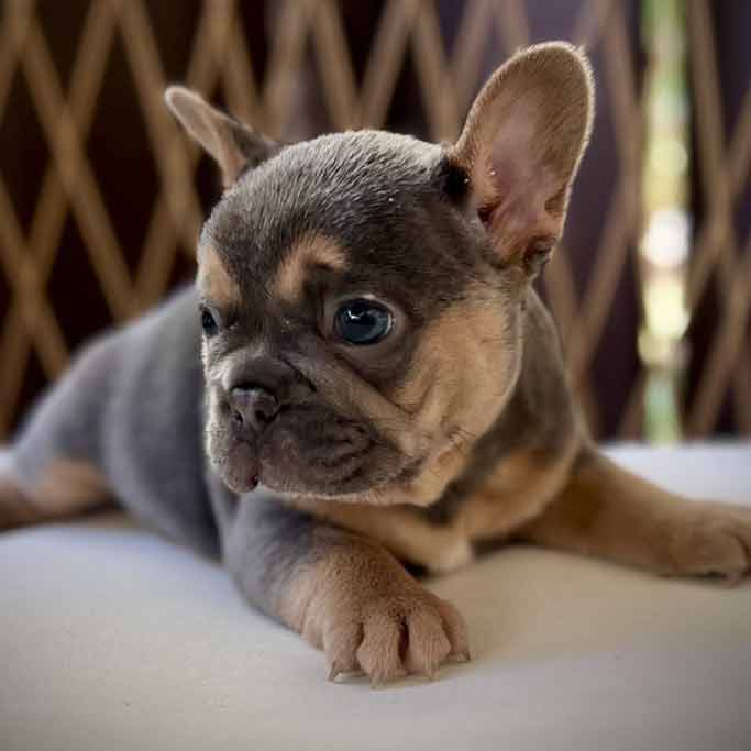 AKC Frenchies for sale near me | French Bulldog puppies for sale